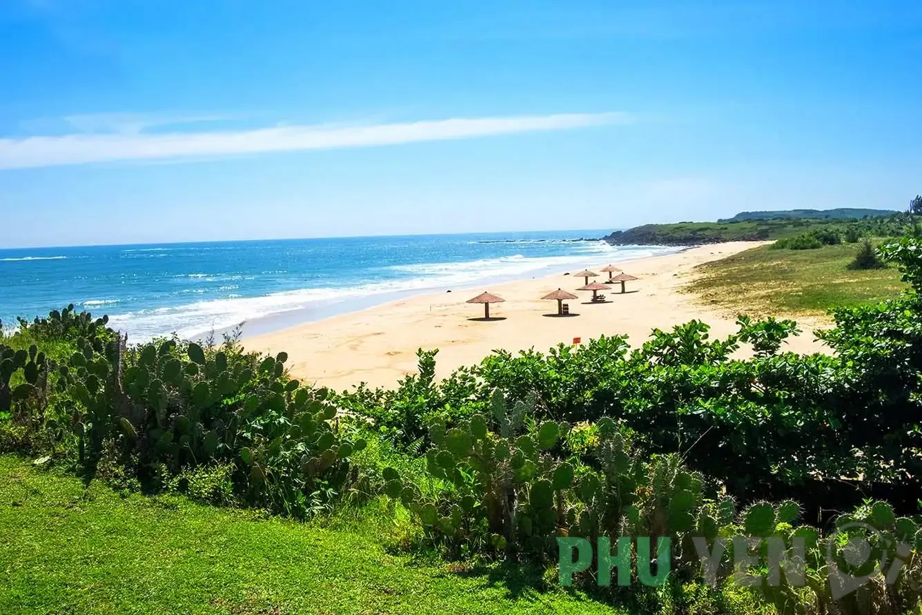 Bãi Xép Phú Yên: Khám phá &#8220;hoa vàng trên cỏ xanh&#8221; đẹp nao lòng