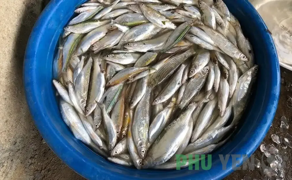 Cá Mương nướng – Món đặc sản dân dã đầy mê hoặc của Phú Yên