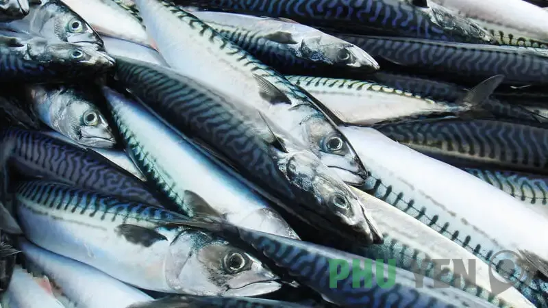 Cá nục hấp cuốn bánh tráng – Dân dã nhưng đậm đà hương vị vùng biển khó quên