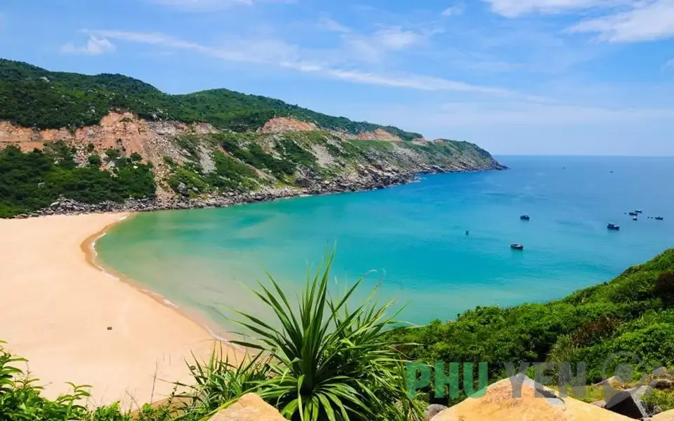 Ngắm vẻ đẹp hoang sơ, đầy mê hoặc của Bãi Môn Phú Yên ở xứ hoa vàng cỏ xanh