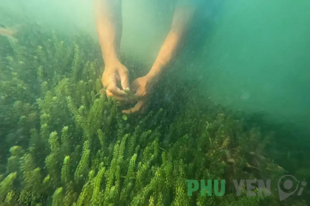 Rong nho biển Phú Yên – Đặc sản xứ Nẫu với những công dụng vô cùng bổ ích