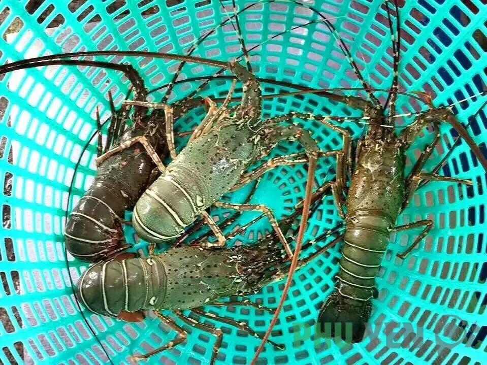 Ẩm Thực Phú Yên: Những Món Ăn Ngon Không Thể Bỏ Lỡ